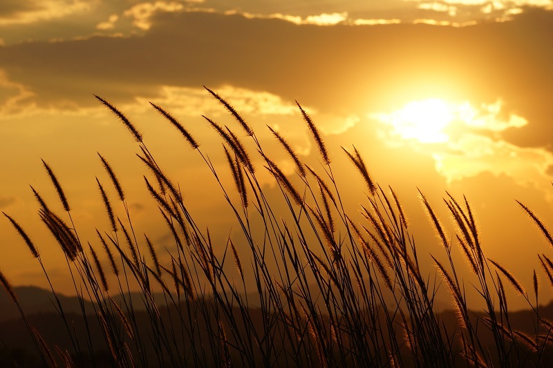 flowers  / blue flowers flowers  / lacecap flowers
