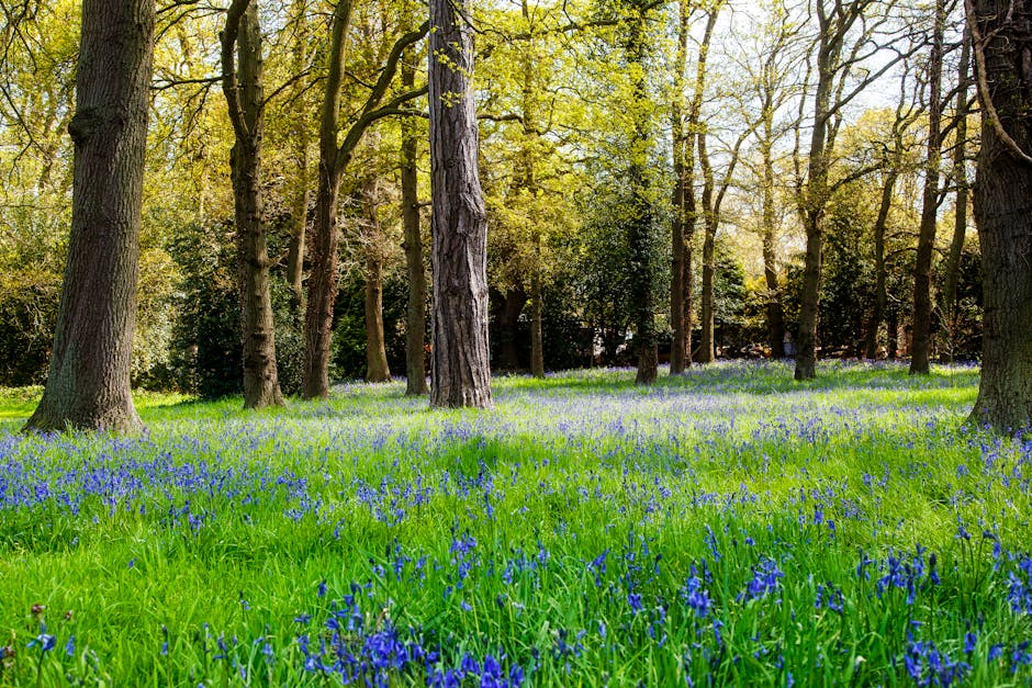 A scenic view of Carshalton Oaks Park showing a lush, grassy area covered with a dense carpet of bluebell flowers and vibrant green foliage. Tall, mature trees with textured bark and leafy canopies ca