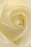 Step into the delicate, inviting centre of this cream-white rose, as if you're nestled among its whisper-light petals-an experience only the most skilled Carshalton florist could evoke. Each petal spirals softly, gathering the faint glow of morning light over Carshalton Ponds, casting subtle shadows that infuse depth and intimacy into the bloom. The texture is near weightless-like brushing against early-morning mist-while slender outer petals, touched with translucence, reveal a tender vulnerability. The serenity captured in this image speaks volumes, a gentle testament to peace and new beginnings that Carshalton Flowers crafts for life's most moving occasions. You can almost sense a hint of fresh, sweet fragrance lingering, reminiscent of quiet walks along Grove Park after spring rain. This rose, with its understated beauty, is perfect for sending messages of sympathy, love, or gratitude; the artistry and care apparent in each tender curve ensures every bouquet offers not only local character, but an enduring memory for those who receive it in Carshalton.